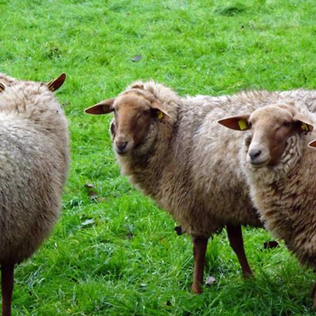 Naturhof Buschwiesen - Wohnung Lama Wilsum Esterno foto
