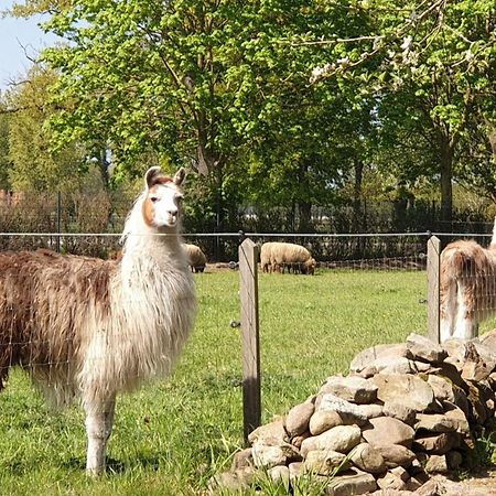 Naturhof Buschwiesen - Wohnung Lama Wilsum Esterno foto