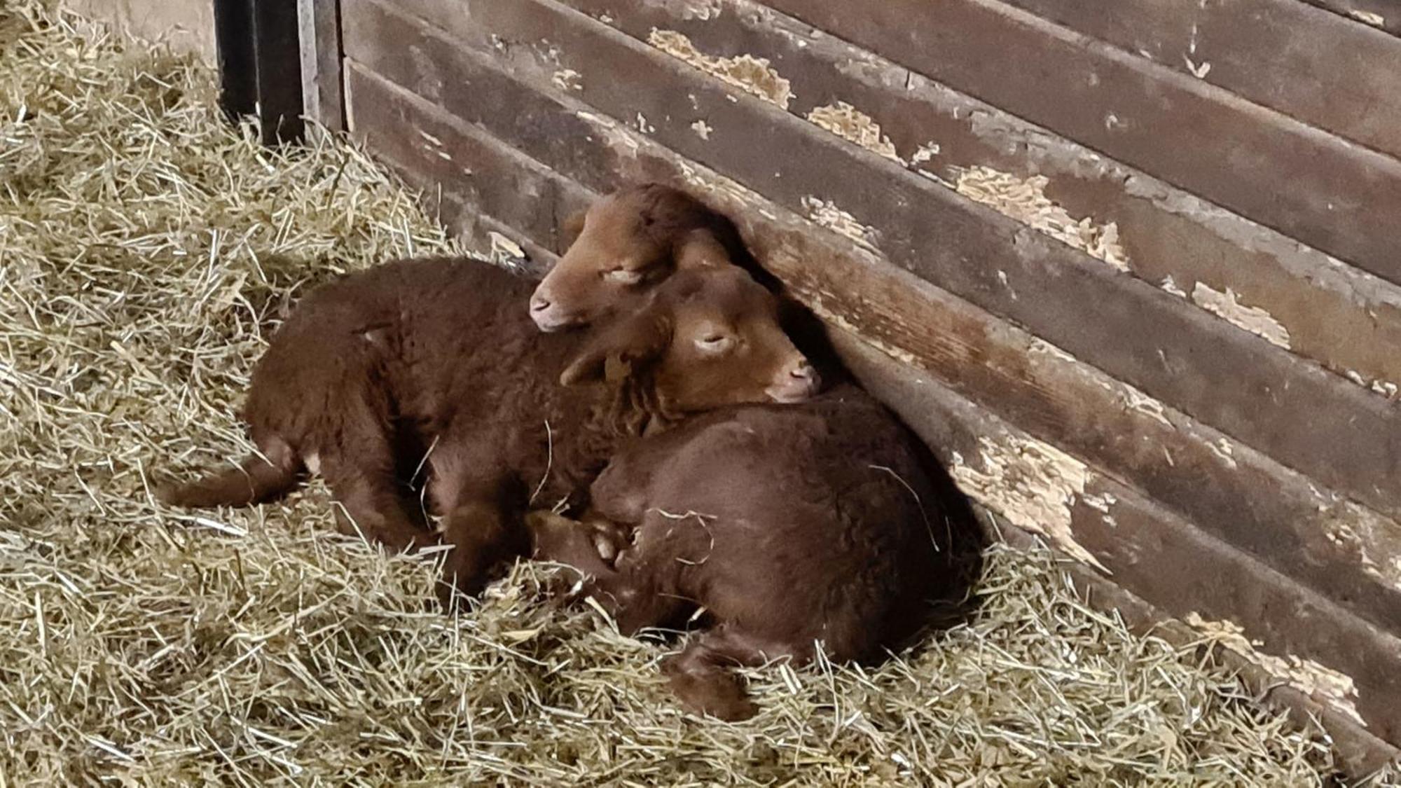 Naturhof Buschwiesen - Wohnung Lama Wilsum Esterno foto
