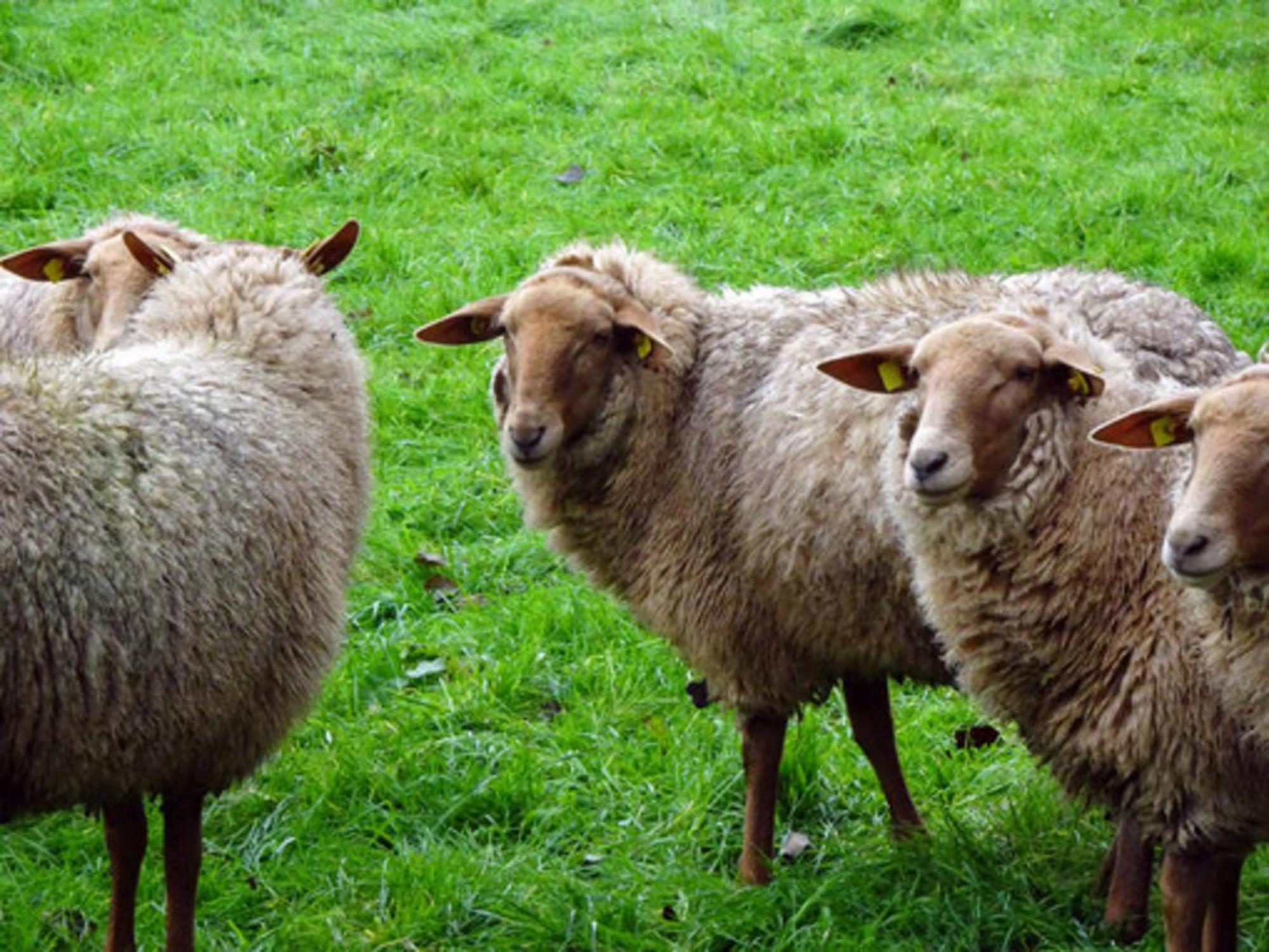 Naturhof Buschwiesen - Wohnung Lama Wilsum Esterno foto