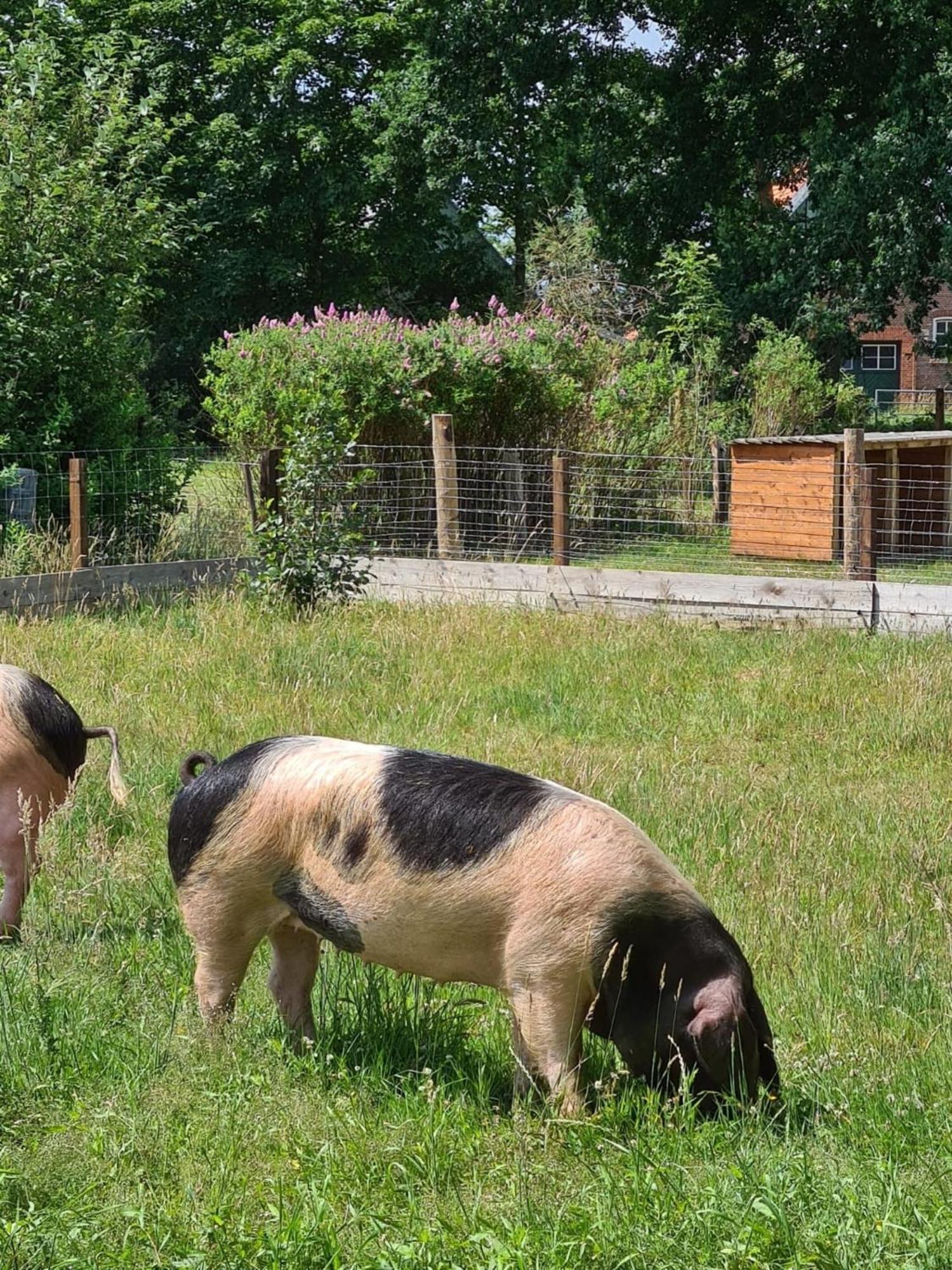 Naturhof Buschwiesen - Wohnung Lama Wilsum Esterno foto
