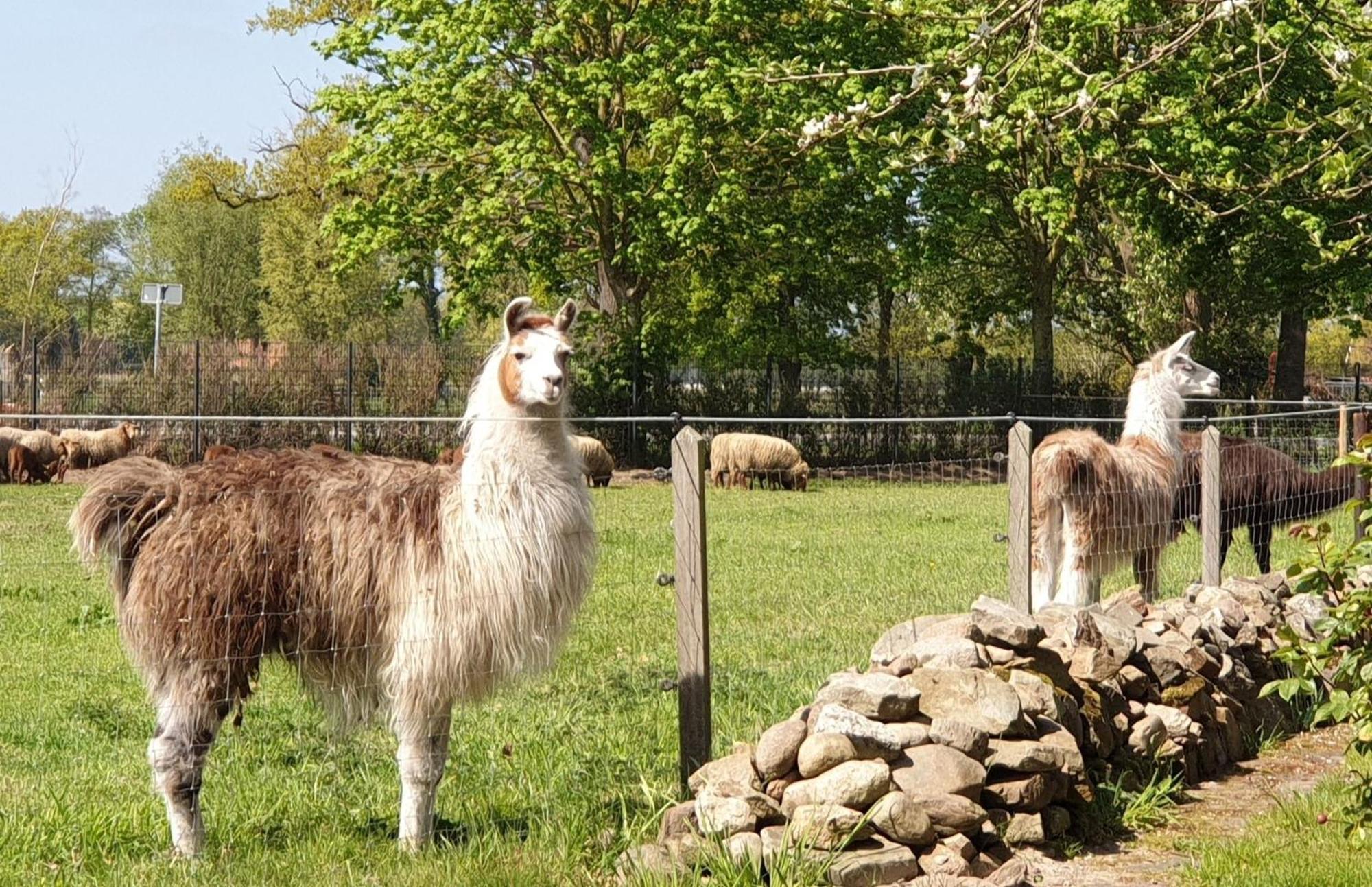 Naturhof Buschwiesen - Wohnung Lama Wilsum Esterno foto
