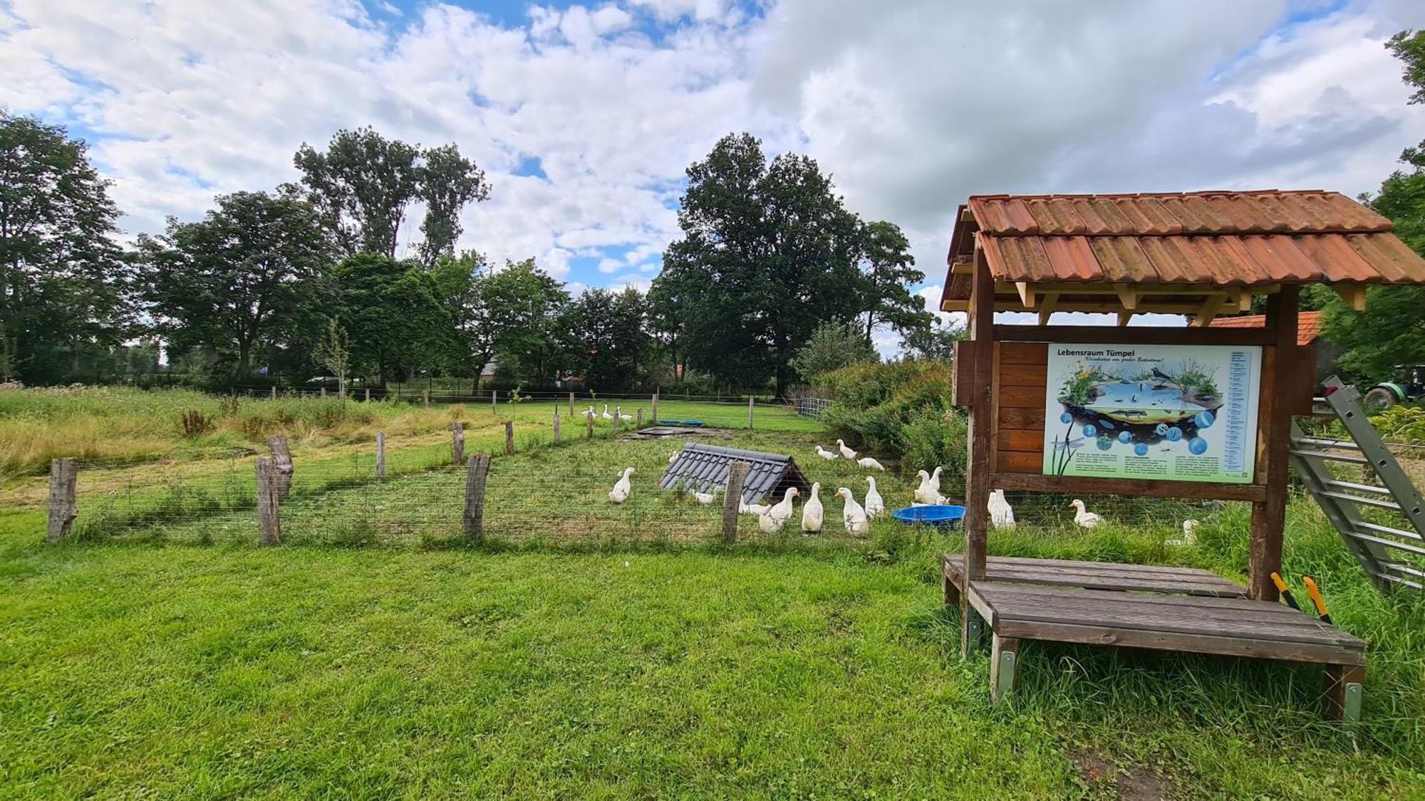 Naturhof Buschwiesen - Wohnung Lama Wilsum Esterno foto